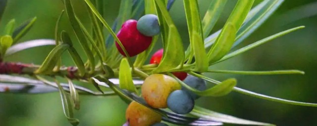 羅漢松果是在什麼季節成熟的 羅漢松果是在哪個季節成熟的