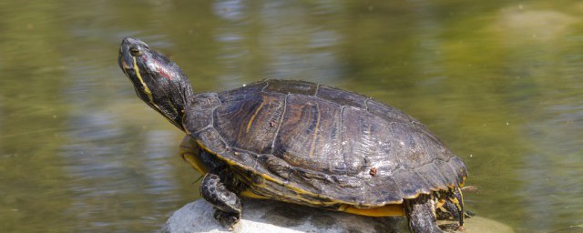 怎麼判斷巴西龜死瞭 烏龜的習性