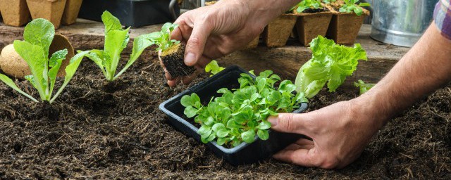 油菜籽怎麼播種 油菜籽如何播種