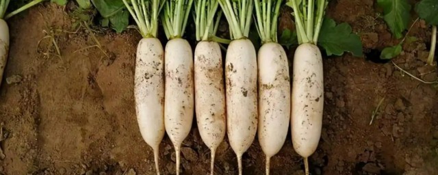 蘿卜怎麼播種 蘿卜的種植與養護