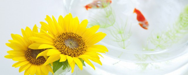 向日葵是怎麼播種的 向日葵的播種方法介紹