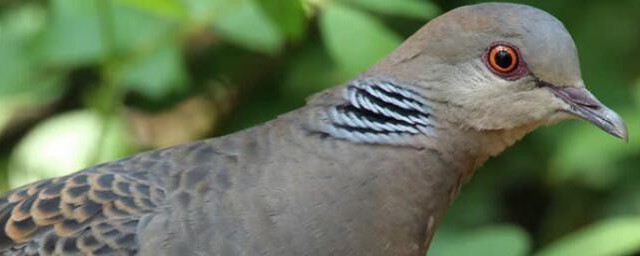 山斑鳩怎麼養 山斑鳩如何養