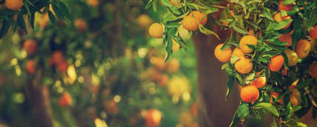 砂糖橘為什麼到瞭季節不成熟 砂糖橘到瞭成熟季節為什麼不成熟