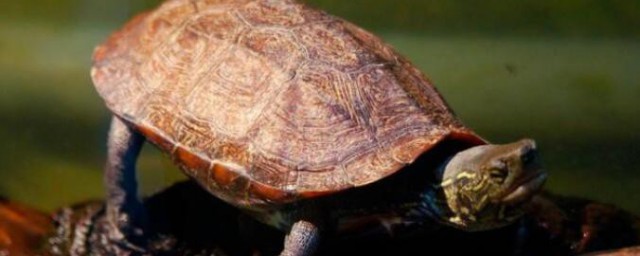 草龜怎麼養更有靈性 草龜如何養更有靈性