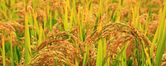 東南亞什麼季節水稻成熟 東南亞水稻成熟季節