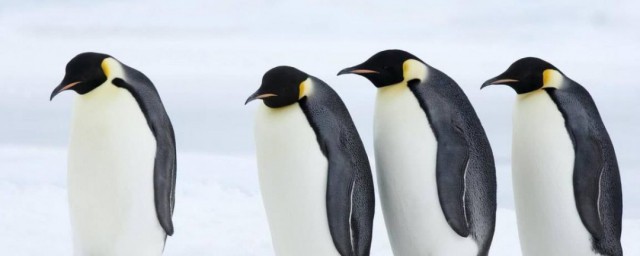 南極洲有哪些動物 南極洲的動物介紹