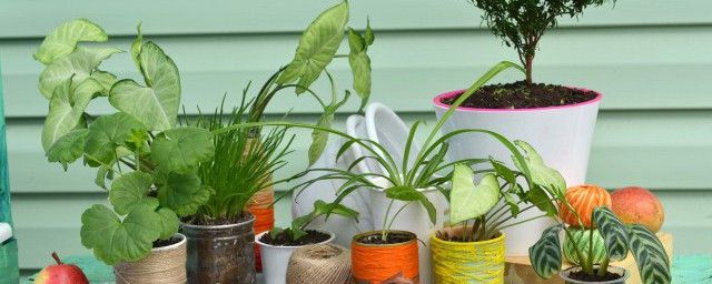 房間放什麼植物旺財 房間能旺財的植物