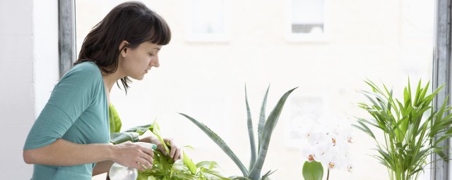 大廳放什麼植物旺財 大廳放的旺財植物