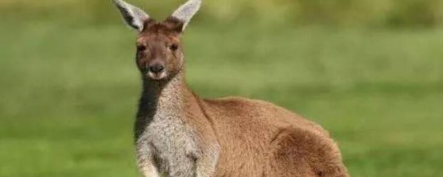 澳洲動物有哪些 澳洲動物有什麼