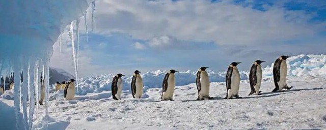 生活在南極的動物有哪些 什麼動物生活在南極