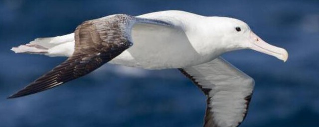 鳥類保護動物有哪些 關於鳥類保護動物