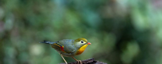 動物園裡的動物有哪些 動物園裡有哪些動物