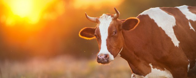 大型動物有哪些 大型動物簡單介紹