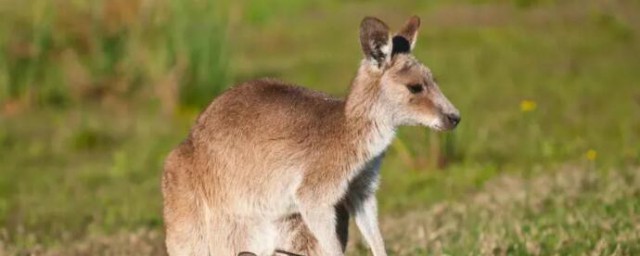 澳大利亞的動物有哪些 澳大利亞的動物有什麼