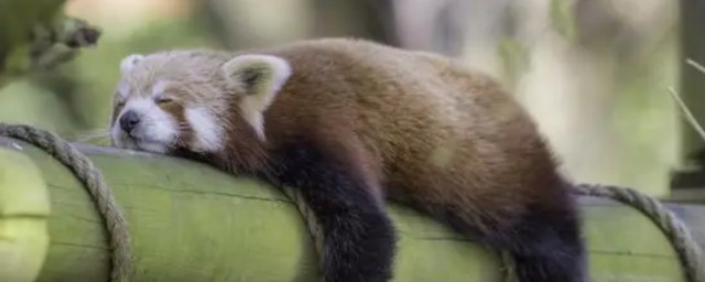 動物的睡相有哪些 盤點各類動物的奇葩睡相