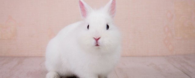 屬兔養什麼動物旺財 屬兔養哪些動物旺財
