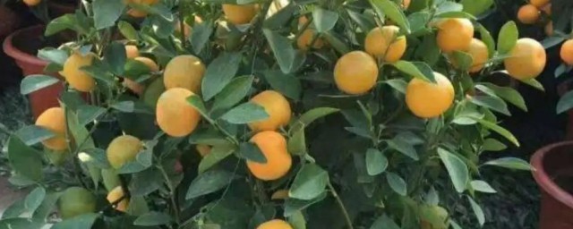 橘子小花盆栽怎麼種 怎麼種橘子小花盆栽