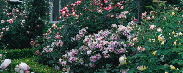 玫瑰花盆栽怎麼種不活 玫瑰花盆栽為何種不活