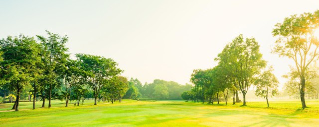 黑龍江省學校栽什麼樹能旺財 學校栽哪些樹能旺財