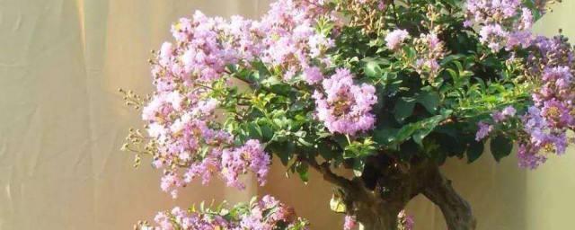 紫薇花盆栽怎麼種 紫薇花盆栽種植方法