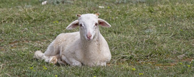 關於小羊的可愛網名 有創意小羊的可愛網名