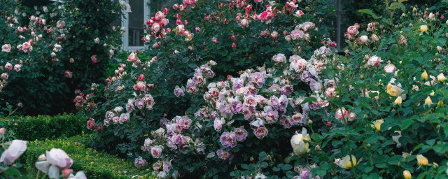 七彩月季花盆栽怎麼種 月季花盆栽的養殖方法