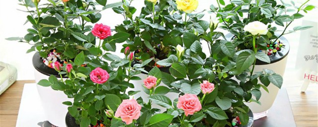 玫瑰花盆栽種子怎麼種 玫瑰花盆栽種子種植方法