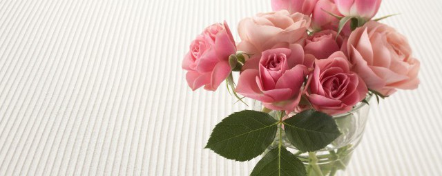 網購玫瑰花盆栽怎麼種 網購玫瑰花盆栽的種植方法