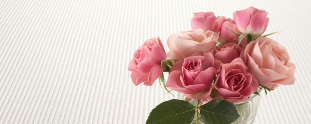 剛買回來的玫瑰花盆栽怎麼種 怎麼種剛買回來的玫瑰花盆栽