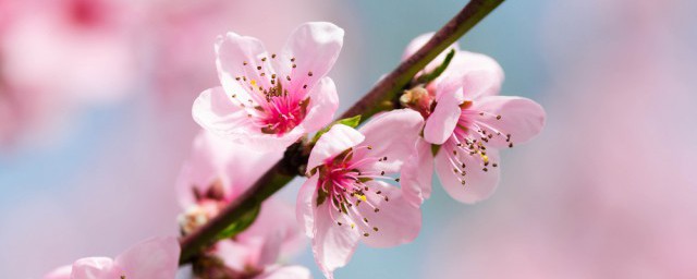 觀賞桃花盆栽怎麼種 觀賞桃花盆栽的養殖方法