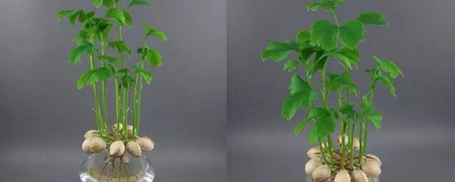 負離子水培盆栽怎麼種 負離子水培盆栽種植方法
