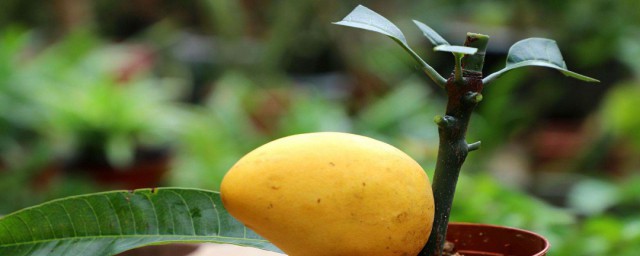 芒果花盆栽怎麼種 芒果花盆栽種植方法