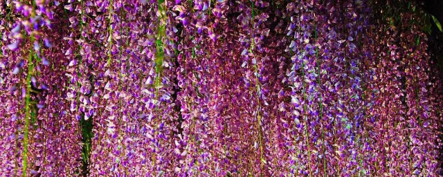 紫藤花盆栽怎麼種 紫藤花盆栽如何養護