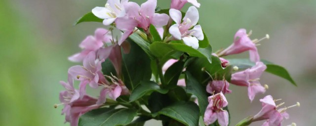 錦帶花盆栽怎麼種 錦帶花盆栽養護方法