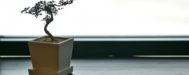 傢裡的小花盆栽怎麼種 盆花種植的方法有什麼