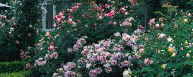怎麼種玫瑰花盆栽老根 玫瑰花老根的盆栽方法
