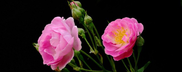 薔薇花盆栽怎麼種 薔薇花種植方法