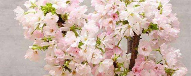 櫻花盆栽怎麼種 櫻花種植方法