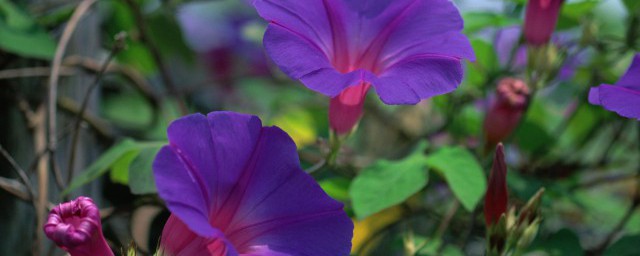 牽牛花盆栽種子怎麼種 牽牛花盆栽種子如何種