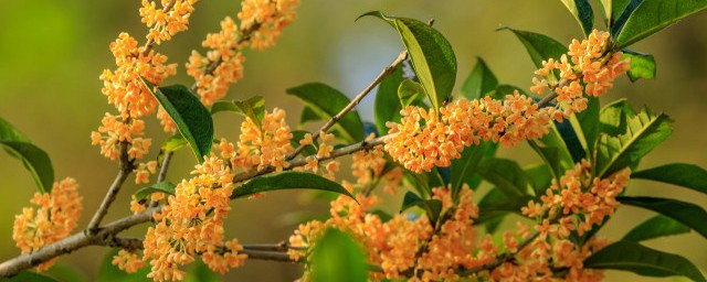 四購桂花盆栽怎麼種 桂花盆栽如何種