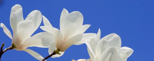 白玉蘭花盆栽怎麼種 白玉蘭花盆栽種法