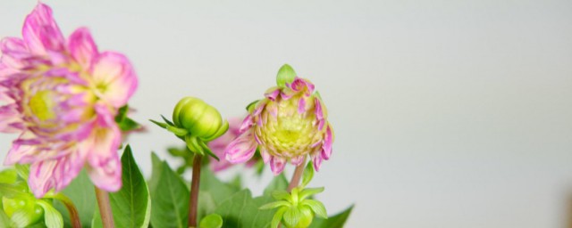 小麗花盆栽種子怎麼種 小麗花盆栽種子種植方法