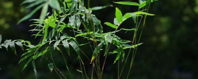 盆栽竹子種花盆怎麼種 盆栽竹子的種植技巧