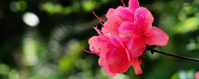 映山紅花盆栽怎麼種 映山紅花盆栽的種植方法