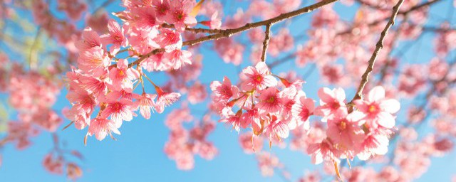 日本櫻花盆栽怎麼種 日本櫻花盆栽如何種植