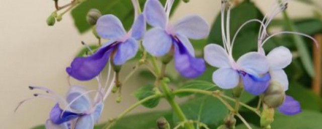 藍蝴蝶花盆栽怎麼種 藍蝴蝶花盆栽如何種