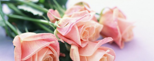 夏天剛買回來的玫瑰花盆栽怎麼種 夏天剛買回來的玫瑰花盆栽種法