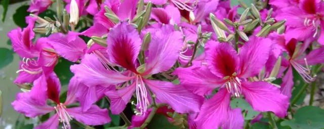 紫金花盆栽怎麼種 紫金花盆栽如何種