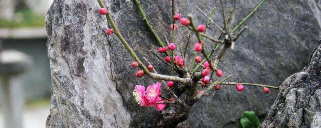 梅花盆栽怎麼樣種 梅花盆栽種植方法