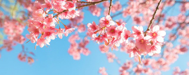 日本櫻花盆栽種子怎麼種 日本櫻花盆栽種子種法